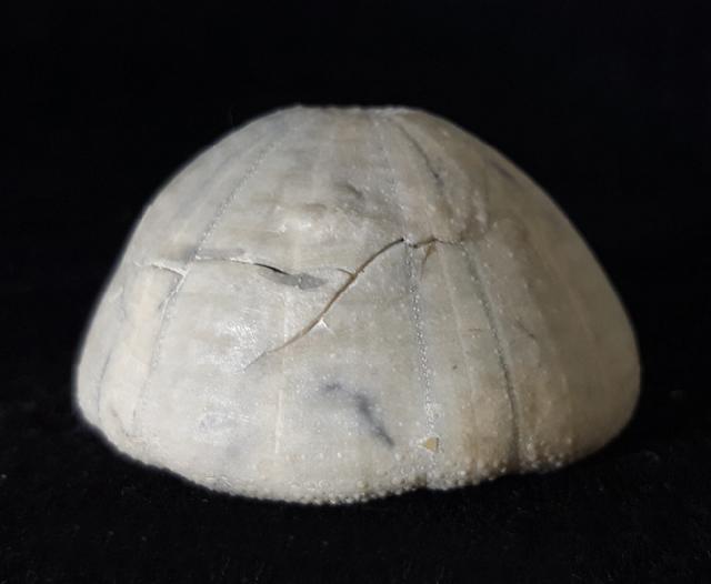 Camerogalerus cylindricus (LAMARCK 1816) - Bild © FossNet FossilienStore